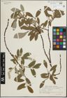 Foto von Salix glauca L. x Salix phylicifolia L.